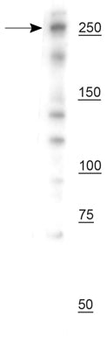 NG2/CSPG4 Antibody