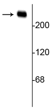 Alpha II Spectrin Antibody