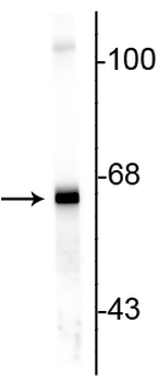 Alpha Internexin/ NF-66 Antibody