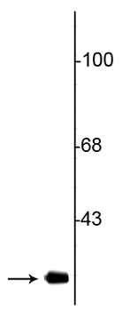 CDK5 Antibody