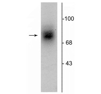 Dopamine Transporter, Extracellular Loop 2 Antibody