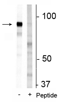 FAM129B (Ser679, 683) Antibody