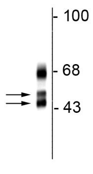 FOX1 Antibody