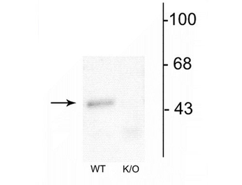 GABAA Receptor α1 Antibody