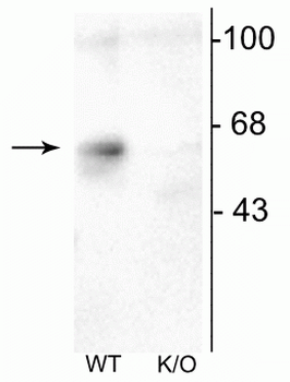 GABAA Receptor α6 Antibody