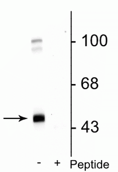 GABAA Receptor γ2 (Ser327) Antibody