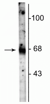 GABA Transporter (GAT) 1 Antibody