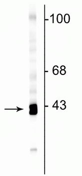 GAP43 Antibody