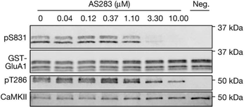GluR1-Subunit (Ser831) Antibody