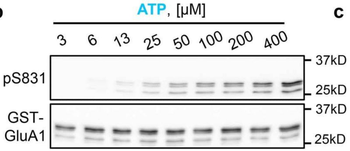 GluR1-Subunit (Ser831) Antibody