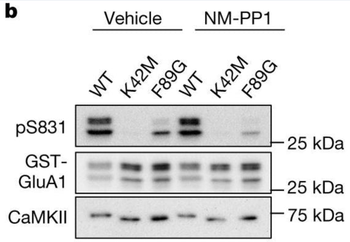 GluR1-Subunit (Ser831) Antibody