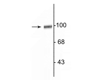 GluR2/3 Antibody