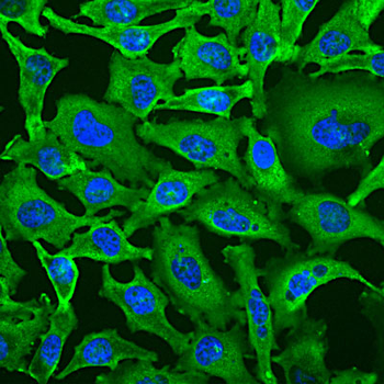 Glyceraldehyde 3-Phosphate Dehydrogenase Antibody