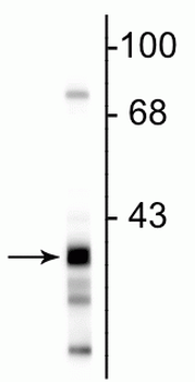 Glyceraldehyde 3-Phosphate Dehydrogenase Antibody
