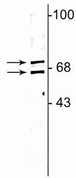 Lamin A/C Antibody