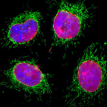 Lamin A/C Antibody