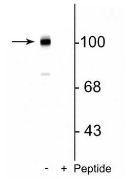 Metabotropic Glutamate Receptor 7 (Ser862) Antibody