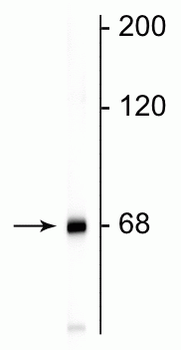 Neurofilament NF-L Antibody