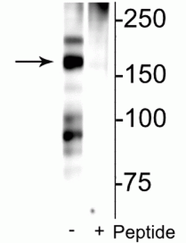 NMDA NR2B Subunit (Ser1166) Antibody