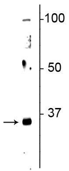 Olig2 Antibody