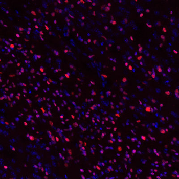 Olig2 Antibody