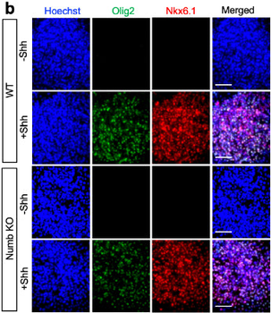 Olig2 Antibody