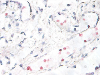 p38 MAPK (Thr180/Tyr182) Antibody
