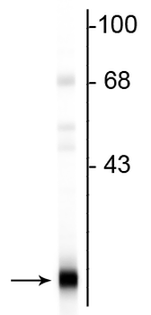 PEBP (phosphatidylethanolamie binding protein) Antibody
