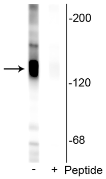 Potassium Chloride Cotransporter (KCC2) (Ser940) Antibody