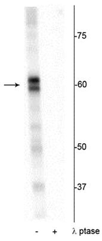 PRAS40 (Thr356) Antibody