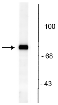 Rabphilin 3A (Ser234) Antibody