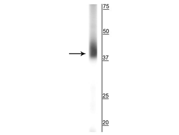 Rhodopsin Antibody