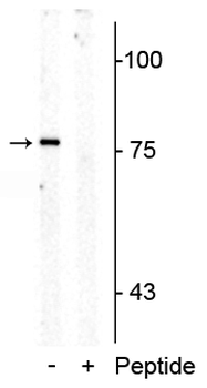 Serotonin Transporter (Thr276) Antibody