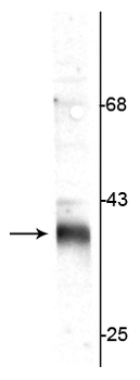 Stargazin Antibody