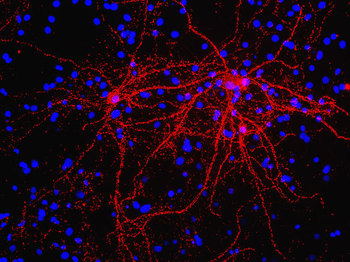 Synapsin I Antibody