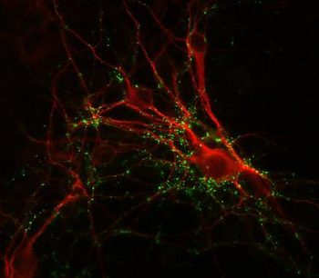 Synapsin I Antibody