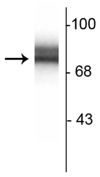 Synapsin I Antibody