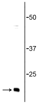 Synaptobrevin (VAMP) Antibody