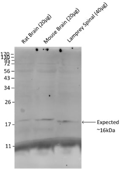 Synaptobrevin (VAMP) Antibody
