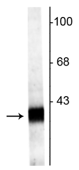 Synaptophysin 2 Antibody