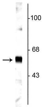 Synaptotagmin 1 Antibody