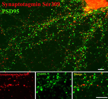 Synaptotagmin (Ser309) Antibody