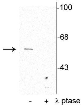 Synaptotagmin (Ser309) Antibody