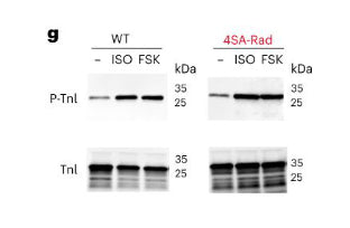 Troponin I (cardiac) Ser23/24 Antibody
