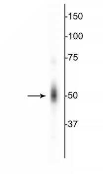c-FOS Antibody