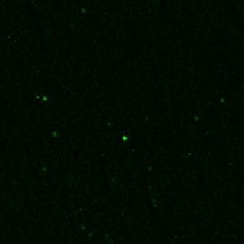 c-FOS Antibody