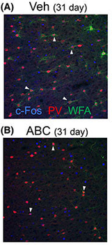 c-FOS Antibody