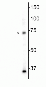 MeCP2 Antibody