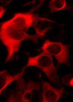 CRISPR Cas9 Antibody