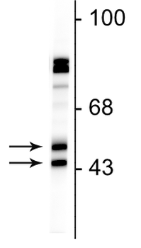 FOX3 (NeuN) Antibody